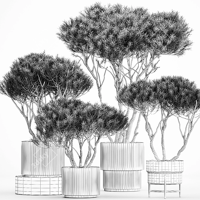 Title: Niwaki Collection: Decorative Trees in Concrete Pots 3D model image 7