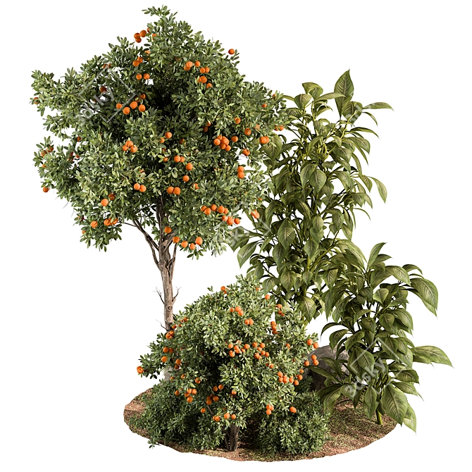 Orange Outdoor Plant 514 Beauty 3D model image 1