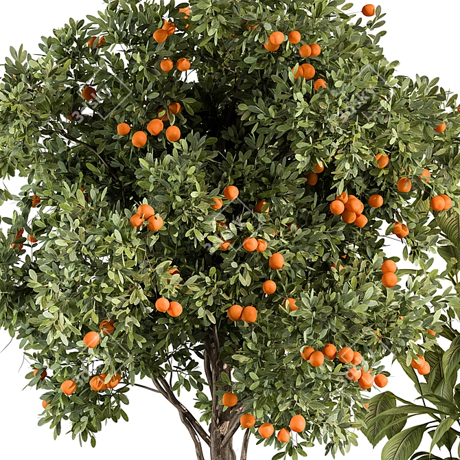 Orange Outdoor Plant 514 Beauty 3D model image 3