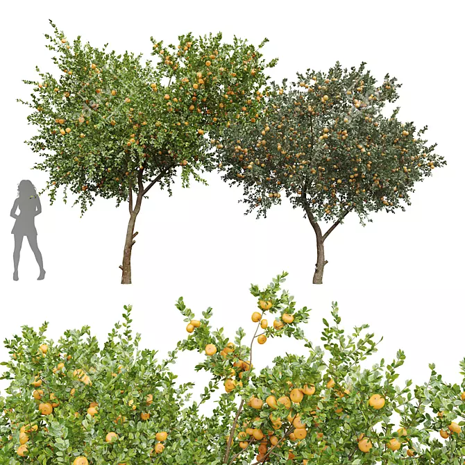 Tangerine Tree 3D Models Set 3D model image 1