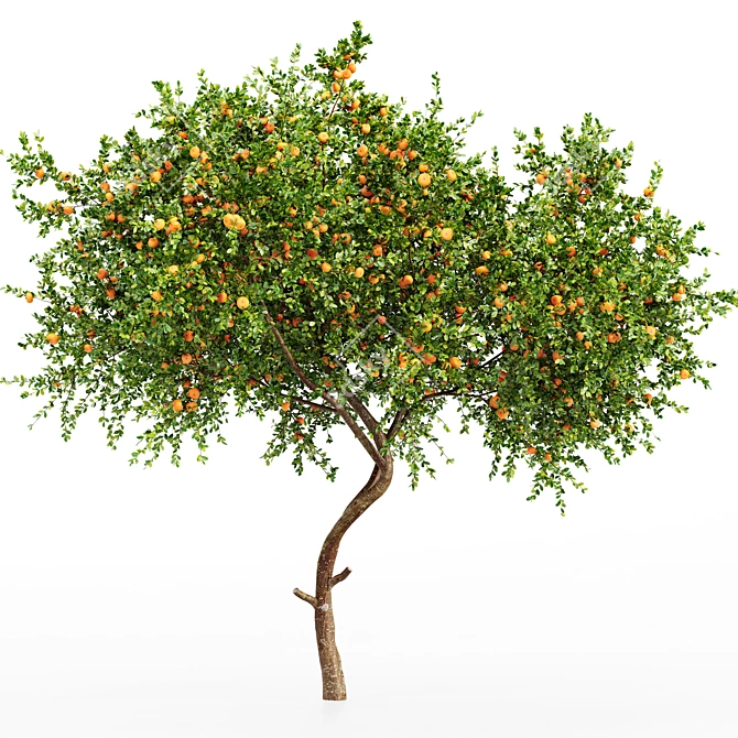 Tangerine Tree 3D Models Set 3D model image 2