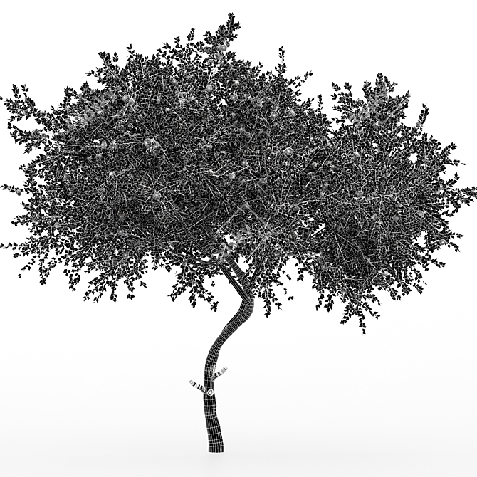 Tangerine Tree 3D Models Set 3D model image 7