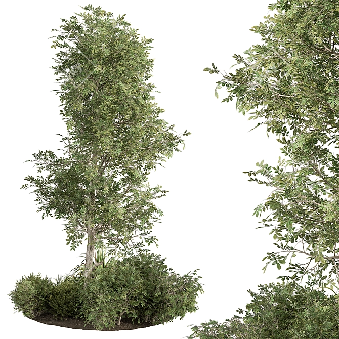 Outdoor Garden Plants Collection 3D model image 1