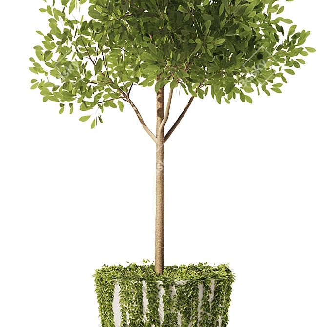 Mediterranean Style Olive Ivy Set 3D model image 2