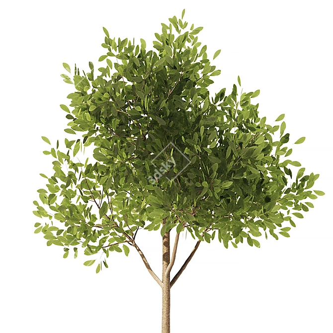 Mediterranean Style Olive Ivy Set 3D model image 4