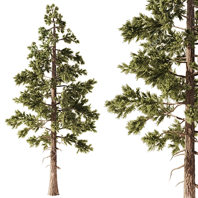 Pine Forest 3D Model Set 3D model image 1