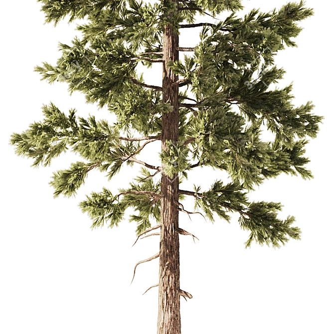 Pine Forest 3D Model Set 3D model image 4