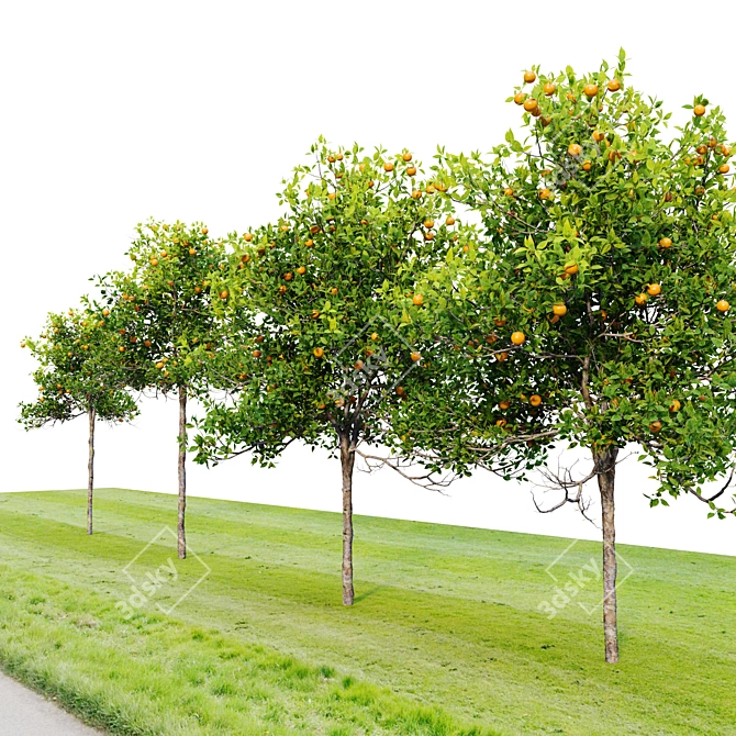 Citrus Sinensis Orange Tree Pack 3D model image 2