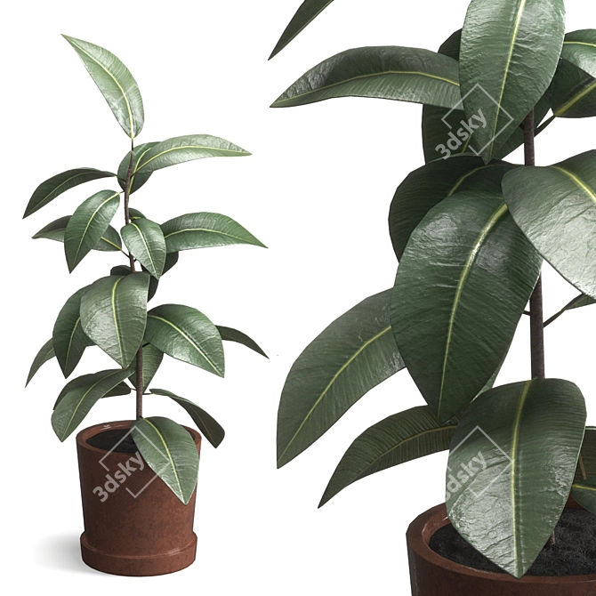 Rubber Plant Ficus Elastica 3D model image 1