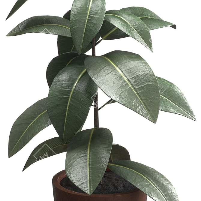 Rubber Plant Ficus Elastica 3D model image 2