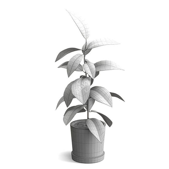 Rubber Plant Ficus Elastica 3D model image 4