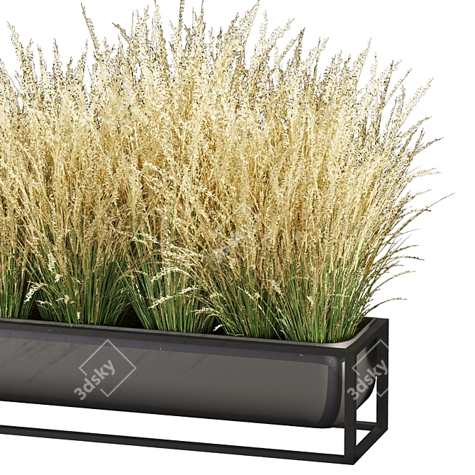  Premium Switchgrass Northwind Collection 3D model image 5