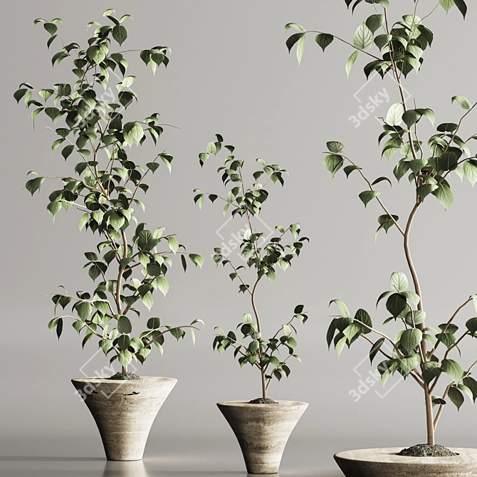 Modern Indoor Plant Set 105 3D model image 2