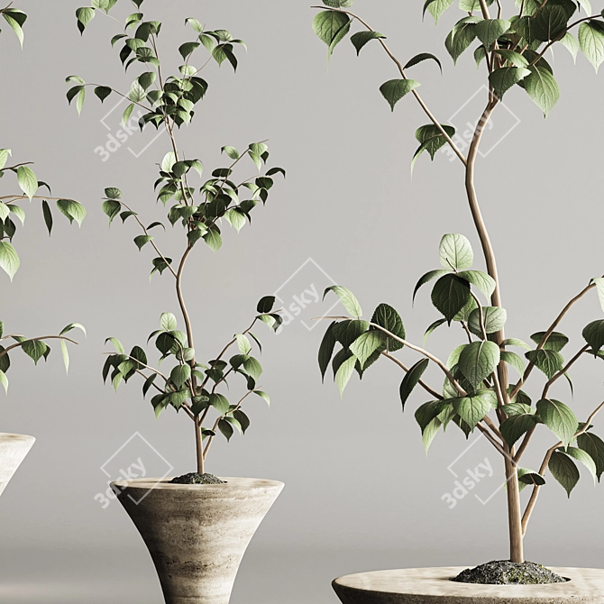 Modern Indoor Plant Set 105 3D model image 5