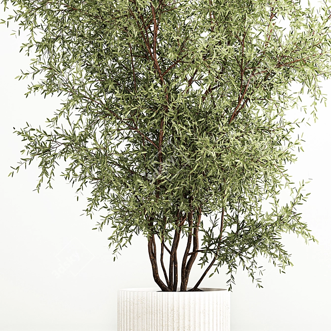 Modern Olive Tree in Concrete Planter 3D model image 3