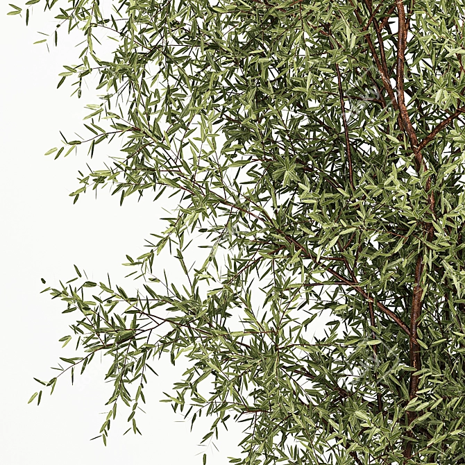 Modern Olive Tree in Concrete Planter 3D model image 4