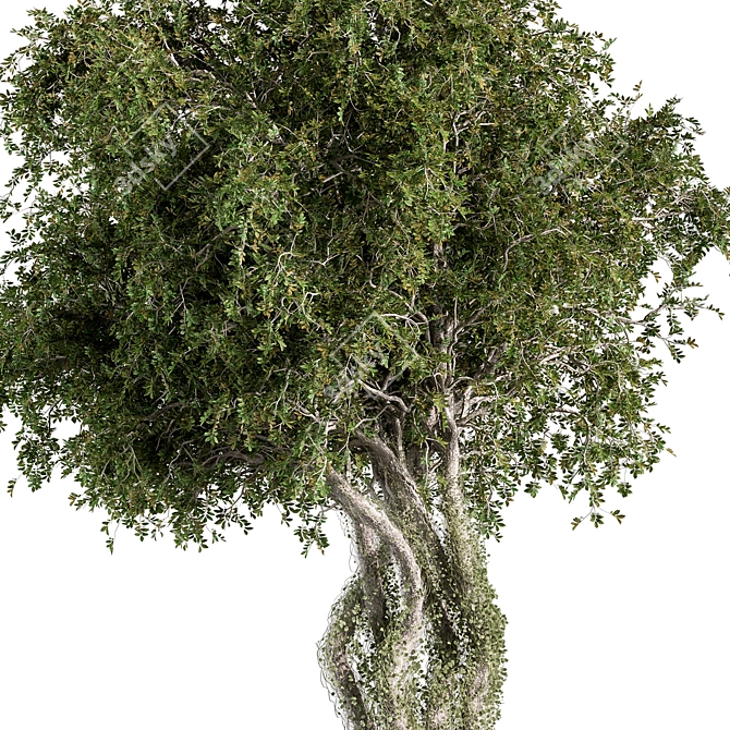 529 Outdoor Tree Pot Plant 3D model image 2