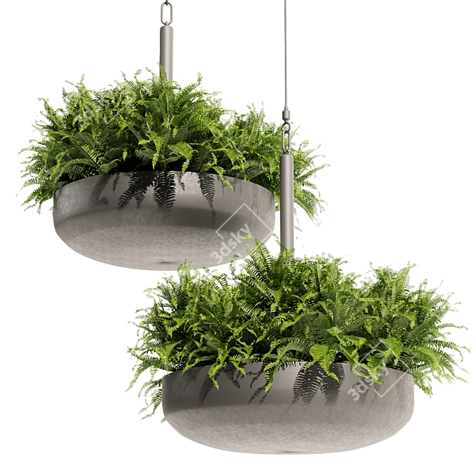 Fern Ampelous Hanging Plant Collection 3D model image 4