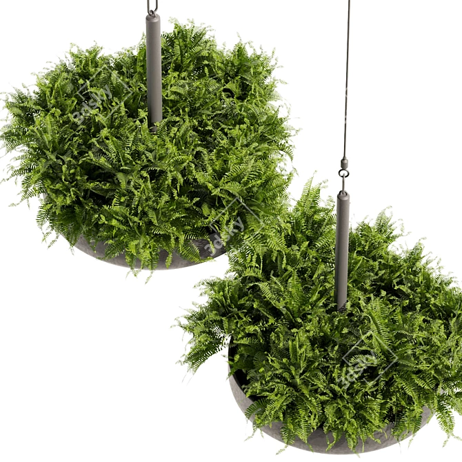 Fern Ampelous Hanging Plant Collection 3D model image 5