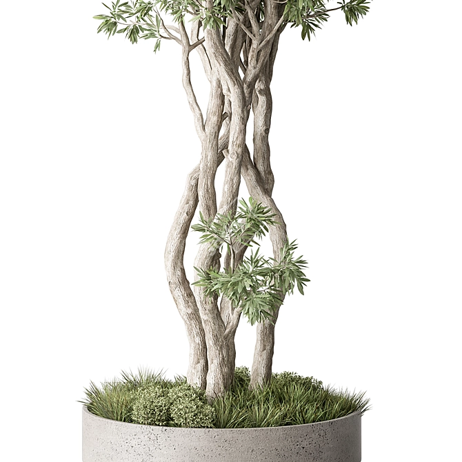  Evergreen Tree in Pot 3D model image 3