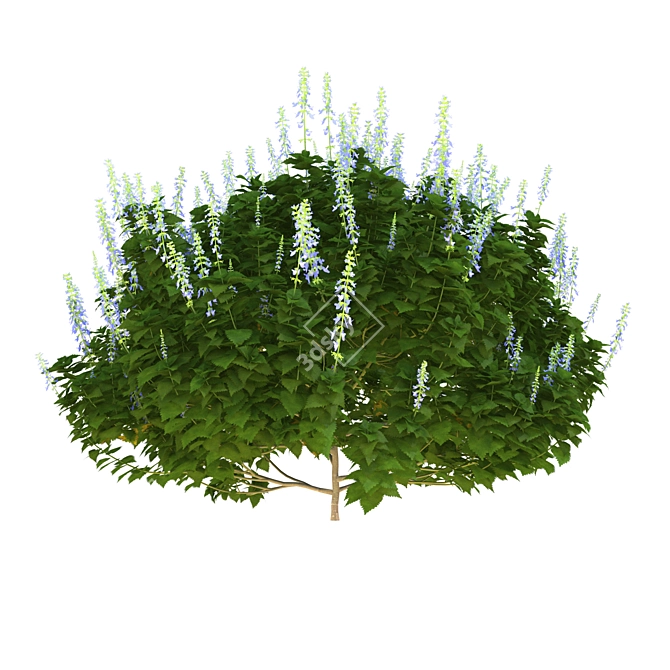 Realistic Plectranthus 3D Model 3D model image 2