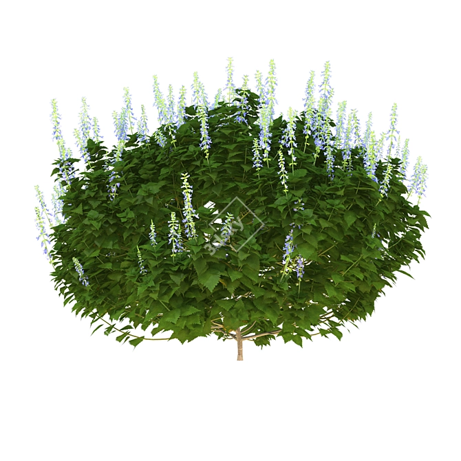 Realistic Plectranthus 3D Model 3D model image 4