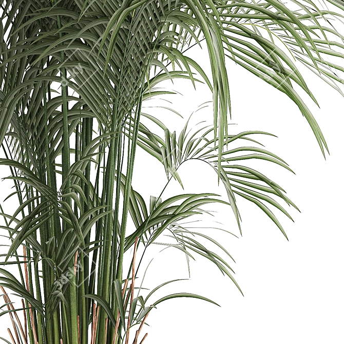 Modern Exotic Palm Plant Décor 3D model image 5