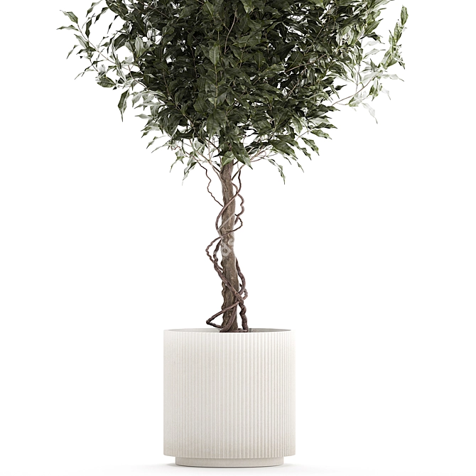 Modern Concrete Ficus Plant Décor 3D model image 2