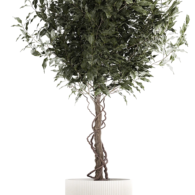 Modern Concrete Ficus Plant Décor 3D model image 4