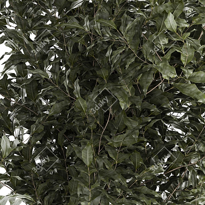 Modern Concrete Ficus Plant Décor 3D model image 5