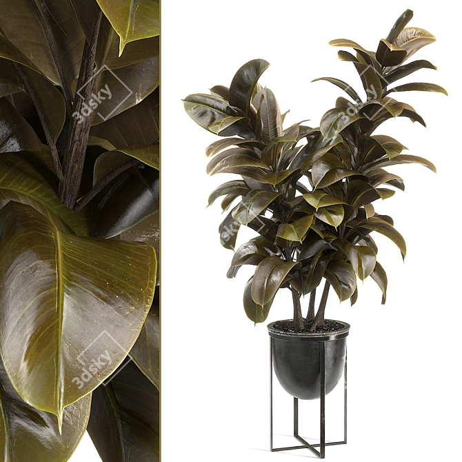 Lush Rubber Tree Plant 3D model image 1