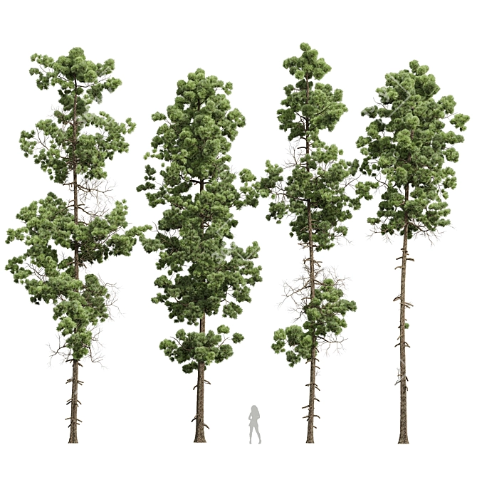 Pine Tree 3D Models Bundle 3D model image 1