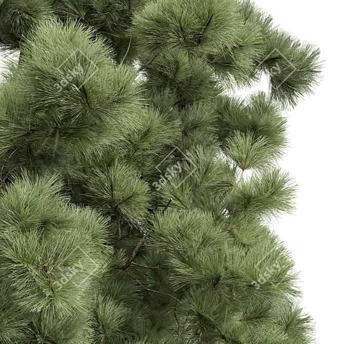 Pine Tree 3D Models Bundle 3D model image 3