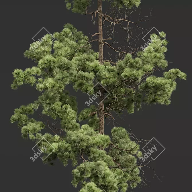 Pine Tree 3D Models Bundle 3D model image 4