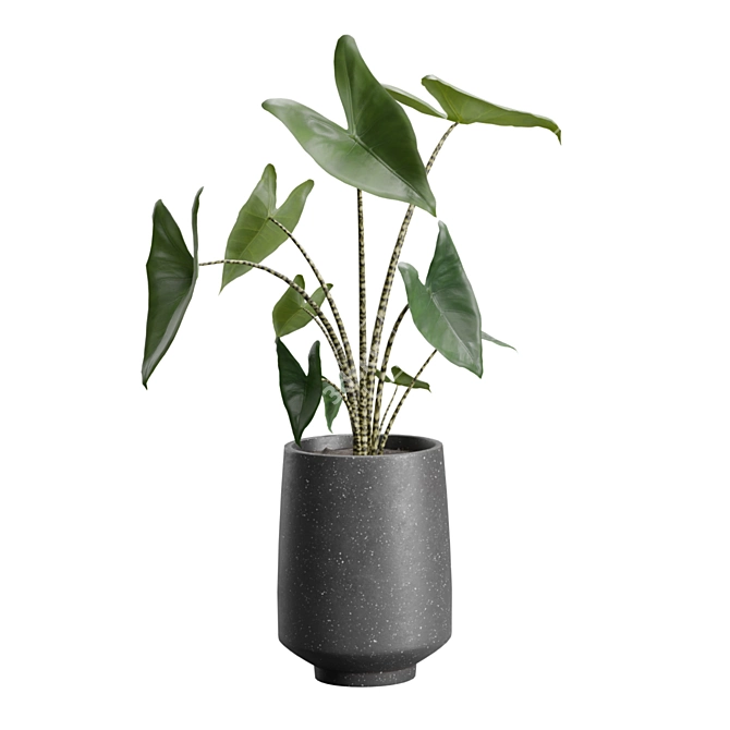 Exotic Indoor Plants Collection Pack 3D model image 5