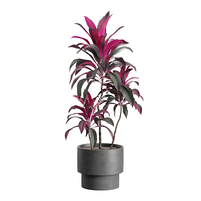 Exotic Indoor Plants Collection Pack 3D model image 7