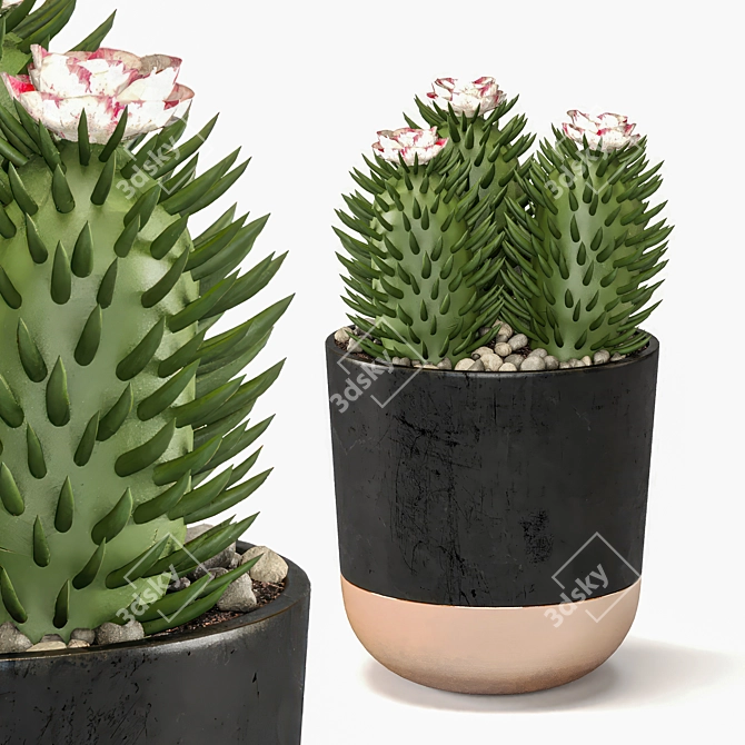 Succulent Trio Indoor Plant Set 3D model image 3