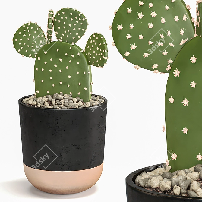 Succulent Trio Indoor Plant Set 3D model image 4