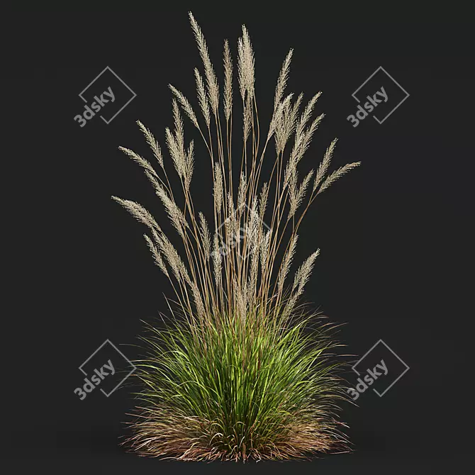 Ornamental Grass Calamagrostis Karl Foerster 3D model image 2