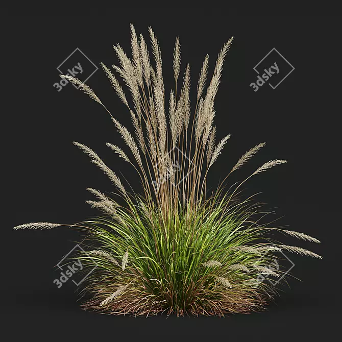 Ornamental Grass Calamagrostis Karl Foerster 3D model image 5