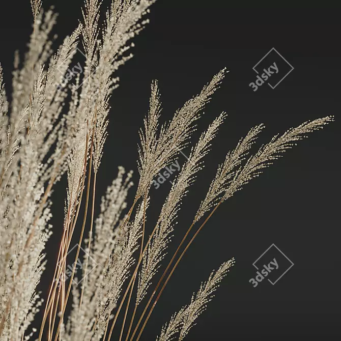 Ornamental Grass Calamagrostis Karl Foerster 3D model image 6