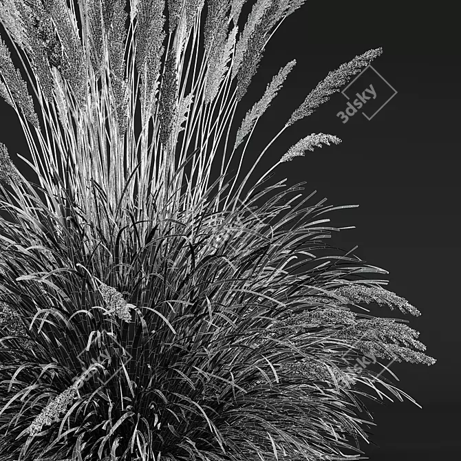 Ornamental Grass Calamagrostis Karl Foerster 3D model image 7