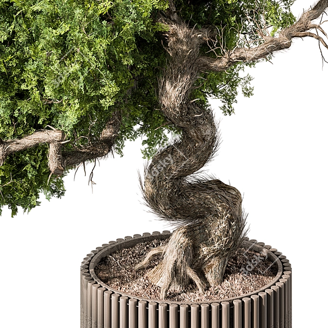  Tranquil Bonsai Indoor Plant 3D model image 2