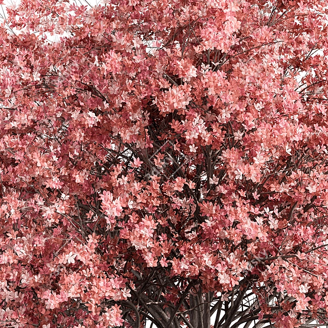 Pink Dogwood Tree Set 3D model image 2