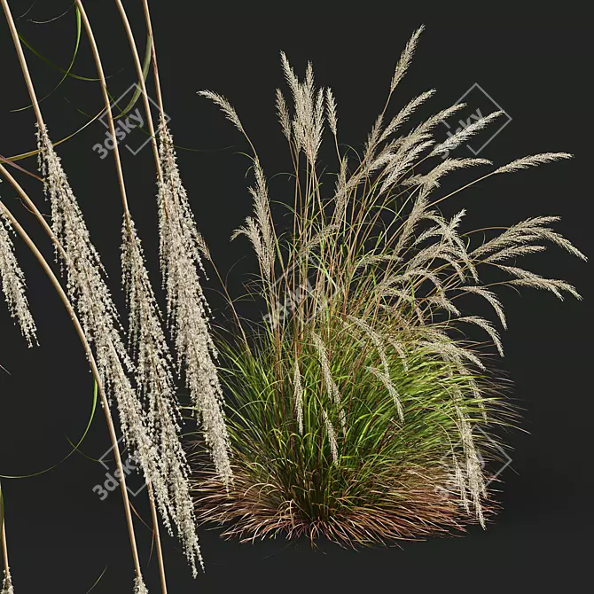 Golden Spike Ornamental Grass Model 3D model image 2