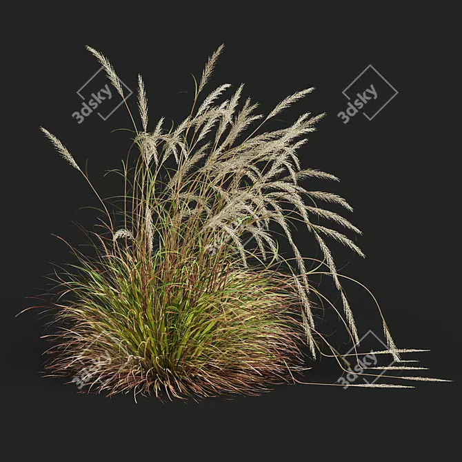 Golden Spike Ornamental Grass Model 3D model image 3