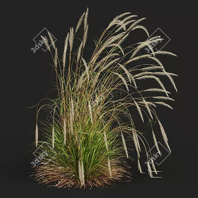 Golden Spike Ornamental Grass Model 3D model image 4