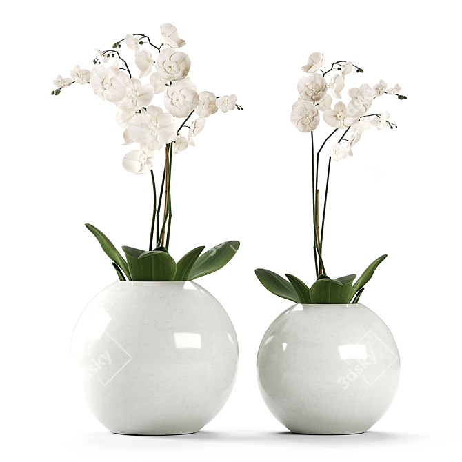 White Orchids in Round Vases 3D model image 1