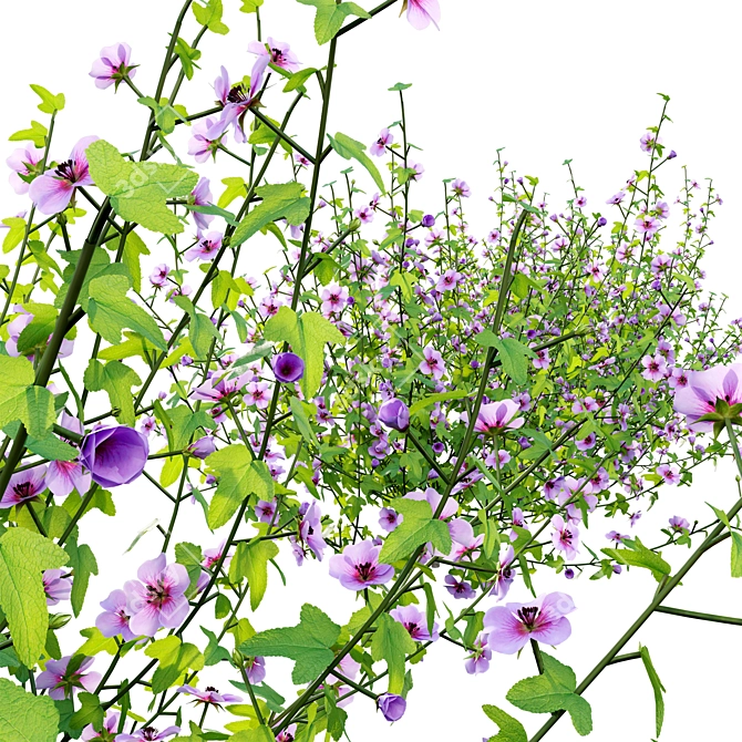 Versatile 3D African Mallow Model 3D model image 3