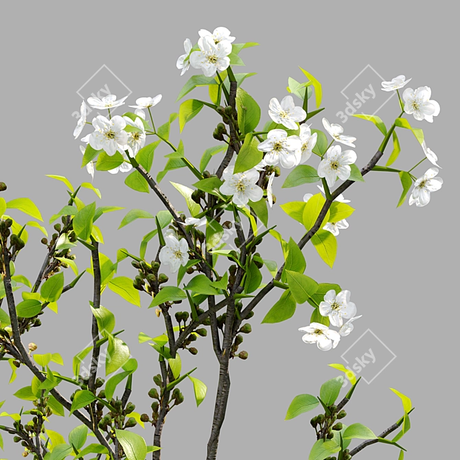  Blossoming Callery Pear Trees x2 3D model image 2